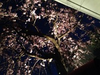 夜桜・・・はじめてのライトアップ