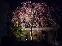 ここから、夜桜