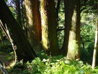 根本でつながっている名物「三本杉」です。