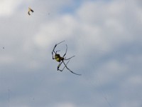 大きな蜘蛛です！